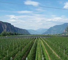 Trial Bozen-Laimburg (South Tyrol)